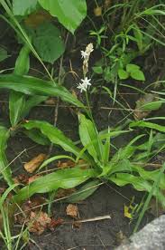 Image result for Chlorophytum gallabatense