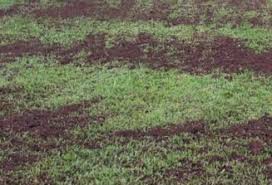 Many times our customers with a topdresser will call in wanting to know how much material they need to spread. How To Topdress Your Lawn Fairgreen Sod Farms