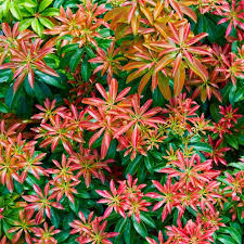 Image result for Pieris japonský bonfire obrázek