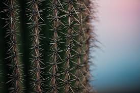 Saguaro cactus (cc by 2.0) by sonorandesertnps. Titan Tree Care Titan Tree Blog Saguaro Cactus 20 Facts About The Arizona Cactus Titan Tree Az