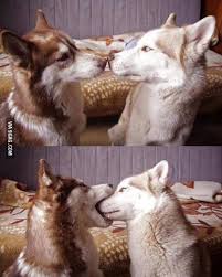Looks Like Someone S Having Their First Kiss Cute Animals Husky Funny Cute Dogs