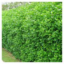 Birds spread the seed far and wide and it produces seed prolifically. Which Hedge Hedging Plants Explained Evergreenhedging Com