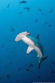100 Animals Ocean Creatures Shark Ocean Animals