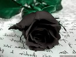 Download gambar gambar series autum flowers gambar bunga mawar hitam. 22 Gambar Bunga Mawar Hitam Berdarah Yang Banyak Di Cari