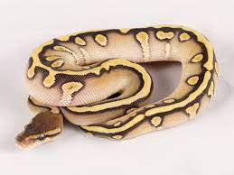 Maybe you would like to learn more about one of these? Cinnamon Sugar Morph List World Of Ball Pythons Ball Python Beautiful Snakes Ball Python Morphs