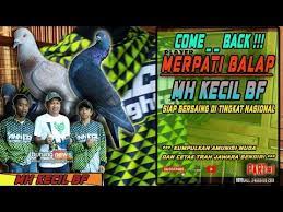 Burung dara dan merpati merupakan burung berbadan gempal dengan paruh ramping, leher pendek, dan kaki atau ceker berair. Merpati Balap Berkunjung Ke Kandang Mh Kecil Bf Boyolali Part1 By Danu Burungnews