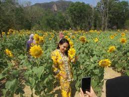 Pasalnya dua provinsi di thailand yakni lopburi dan saraburi sedang meriah oleh bunga matahari. Ladang Bunga Matahari Jadi Tarikan Di Perlis