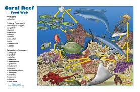 Coral Reef Food Web Activity Food Web Activities Coral Reef Food Web Food Web