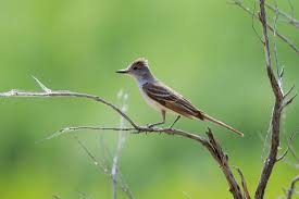 Birds Of Central Oregon Ochoco Rd 2610 And North Shore Flycatcher North Shore Central Oregon