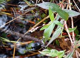 Image result for Persicaria decipiens