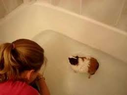 Pin On Animals