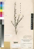 Image result for Indigofera lupatana