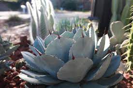 ?. (bot.) any plant of the order {cactacae}, as the prickly pear and. Agave Plant In With Cactus Garden 2045476 Stock Photo