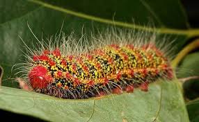 Jadi fikir la dua kali sebelum anda curi buah mangga. 31 Ide Indonesian Wild Silk Arthropoda Ngengat Ulat Bulu