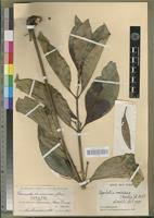 Image result for Psychotria eminiana