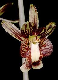 Image result for Oeceoclades decaryana