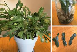 Image result for cactus cuttings