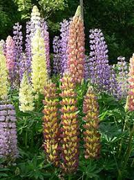 Lupinen gehören zu den hülsenfrüchten, früher als leguminosen bezeichnet, wie erbsen und bohnen. Lupinen Wikipedia