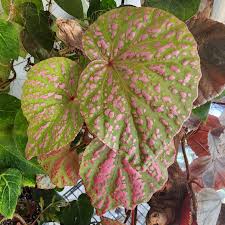 Image result for Begonia rostrata