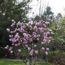 Image result for magnolia soulangeana