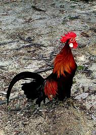 You can download free mp3 as a separate song and download a music collection from any artist, which of course will save you a lot of time. Ayam Hutan Kacukan Kuning Atau Aku Breeder Ayam Malaysia Facebook