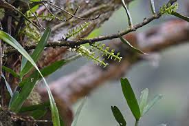 Image result for Tridactyle bicaudata