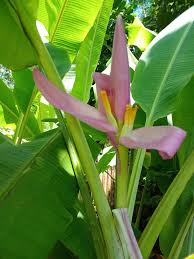 Image result for Musa ornata