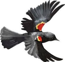 Black Bird With Red Neck Red Wing Blackbird By Niftyneko On Deviantart Red Bird Tattoos Black Bird Bird Illustration