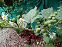 Image result for Solanum torvum