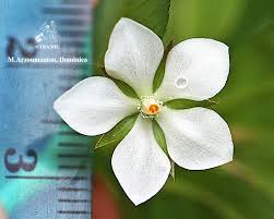 Image result for Sauvagesia