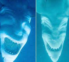 It needed some extra dimension to make it even more terrifying. Sharks Are Scary Upside Down Sharks Are Even Scarier Interestingasfuck