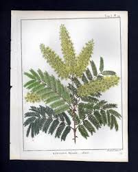 Image result for Pterolobium stellatum