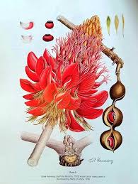 Image result for Pavetta gerstneri