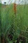 Image result for Satyrium sceptrum