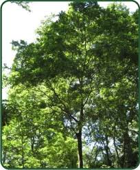 Image result for Celtis sinensis