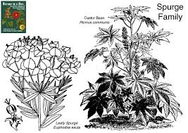 Image result for Euphorbiaceae