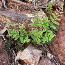 Image result for Cheilanthes
