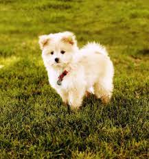 Waldo Cute Animals Fluffy Animals Cute Dogs