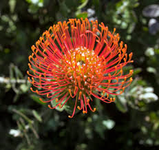 Image result for Leucospermum