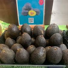 In addition to several other vegetable window growing experiments we have going on, we've been trying our hands at growing avocado trees from their pits. Gem Avocados Information And Facts