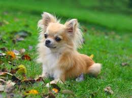 The most common chihuahua mini material is metal. Erziehung Des Chihuahuas Darauf Sollten Sie Achten