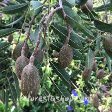 Image result for Cedrela odorata