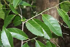 Image result for Homalium abdessammadii