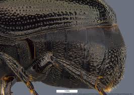 Image result for Empogona sp. A