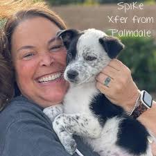 All 8 of our Queensland Heeler puppies have been adopted!👏🏻🎉🎊  Transferred from Palmdale they spent 3 weeks in foster care. Many thanks to  Agoura fosters Sharon, Carolyn, Merista, Teri, Paige, & Anna