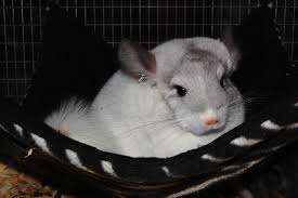 Check spelling or type a new query. Custom Chinchilla Cages Tiffany S Chinchillas North Carolina Chinchilla Breeder Chinchilla Pet Owners Animals