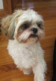 My Shih Tzu D Shih Tzu Brown Shih Tzu Shih Tzu Dog