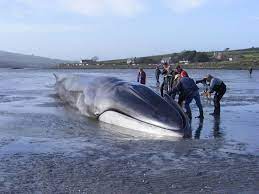 Beached Fin Whale Central To The Story Of Saving Finnegan Whale Fin Whale Big Whale