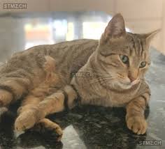 Bis die plakate bei ihnen ankommen, dauert das allerdings etwas länger. Suchplakat Erstellen Katze Meldung Nr 182 435 Vermisst Katze In 3472 Wynigen Fashiondetonation