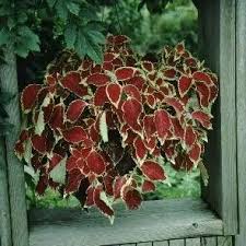 Image result for Coleus alpinus